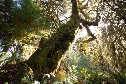 A beautiful bigleaf maple tree.