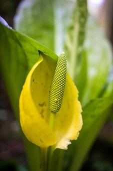 Western skunk cabbage, with their gargantuan leaves, flourish in wet, swampy areas in the rainforest and are among the earliest flowering plants to grace our forests.