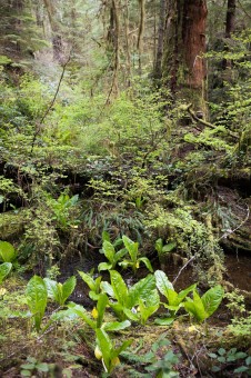 Western skunk cabbage, with their gargantuan leaves, flourish in wet, swampy areas in the rainforest and are among the earliest flowering plants to grace our forests.