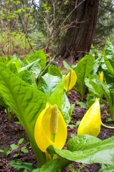 Western skunk cabbage, with their gargantuan leaves, flourish in wet, swampy areas in the rainforest and are among the earliest flowering plants to grace our forests.