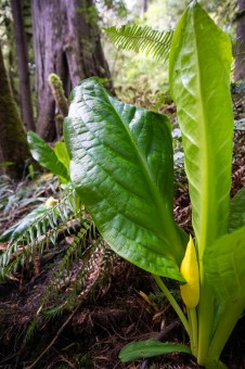 Western skunk cabbage, with their gargantuan leaves, flourish in wet, swampy areas in the rainforest and are among the earliest flowering plants to grace our forests.