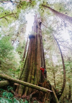 AFA's TJ Watt stands next to an old-growth tree.
