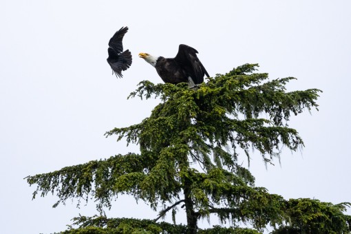 A crow on the attack