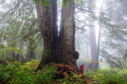 Ancient Forest Alliance Campaign Director TJ Watt stands beside a giant old-growth redcedar tree in the unprotected Jurassic Grove near Port Renfrew in Pacheedaht territory.