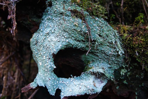 Fairy Puke Lichen