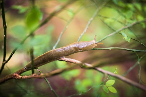 Banana Slug