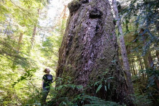 A huge large Douglas-fir tree growing in the Nahmint Valley. Diameter: 8.4 ft (2.5 m) Height: 215 ft (66 m)