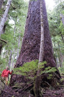 A massive Douglas-fir tree growing unprotected on the south slopes of Edinburgh Mt near Port Renfrew in Pacheedaht territory. Diameter: 11 ft (3.38 m)
