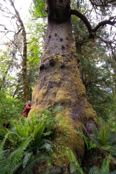 Giving a hug to fuzzy, giant Sitka spruce tree growing along the Klanawa River in Huu-ay-aht territory on Vancouver Island, BC. Diameter: 12 ft (3.62 m)
