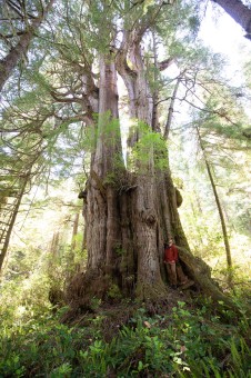 The Thornspire Cedar on Flores Island in Clayoquot Sound, BC. Ahousaht territory.