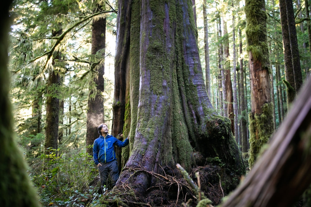 Endangered Ecosystems Alliance’s Executive Director Ken Wu stands beside a giant old-growth cedar tree in the unprotected Eden Grove near Port Renfrew in Pacheedaht territory.