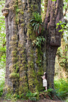 The San Juan Spruce, Pacheedaht territory.