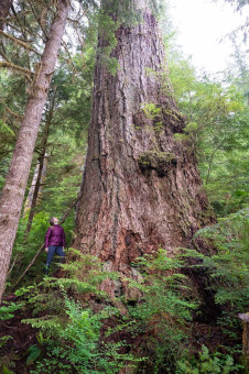 The Alberni Giant, identified in 2019 by AFA, is among the last of an elite class of giant Douglas-firs that once dominated the south coast before 150 years of industrial logging almost completely wiped them out. For dedicated tree hunters, locating one of these rare giants is like winning the big-tree lottery. Nahmint Valley, Hupačasath territory. Diameter 12 ft (3.64 m) Height: 202 ft (61.8 m)