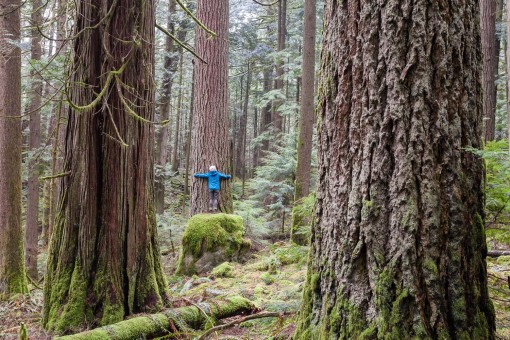 Echo Lake Ancient Forest. Photo: TJ Watt