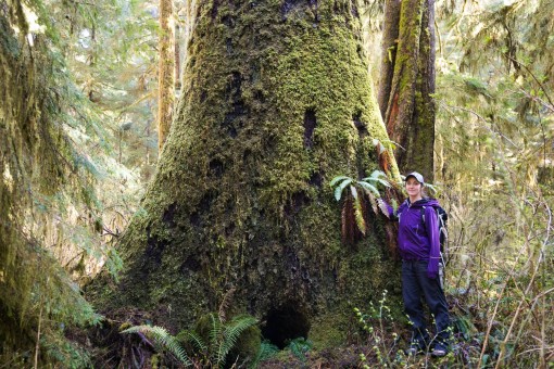 Tiara Dhenin with a giant spruce