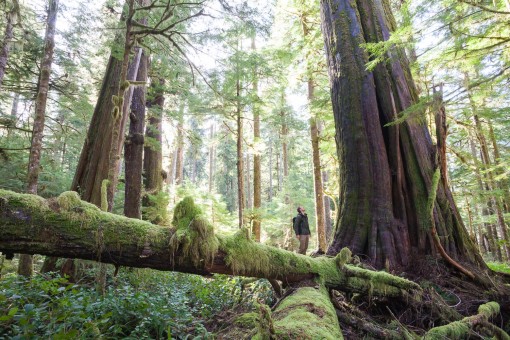 The spectacular yet unprotected Eden Grove near Port Renfrew.