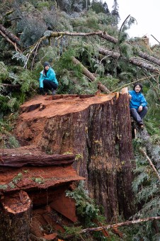 Ancient Forest Alliance's Rachel Ablack (left) and Endangered Ecosystems Alliance's Ken Wu (right) sit atop the 2 metre (7 foot) wide stump of a freshly cut western redcedar tree on Edinburgh Mt. near Port Renfrew