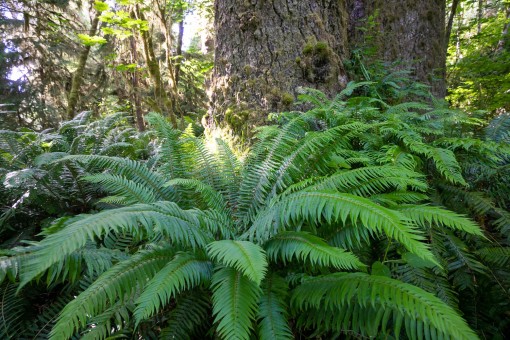 Sword ferns