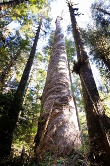 Spiral snag.