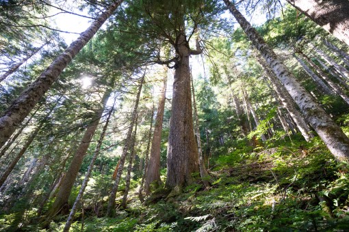 An incredible old-growth hemlock.