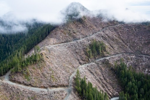 Western Forest Products logging on the upper slopes of Nootka Island.