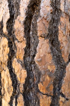 The orange bark of the ponderosa, which smells like vanilla!