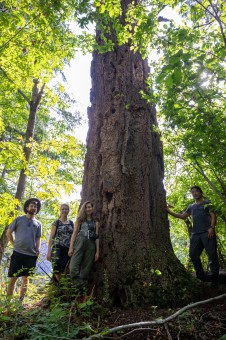 Checking out the #2 ranking interior Douglas-fir tree!