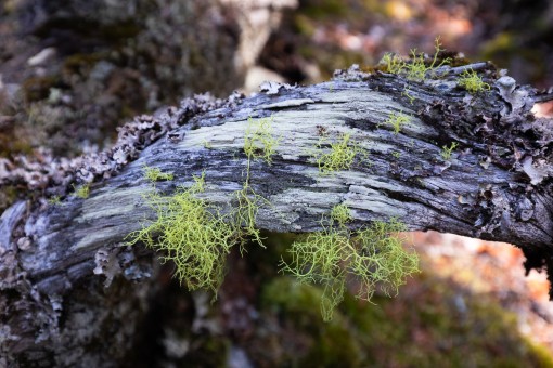 Beautiful yellow lichens!