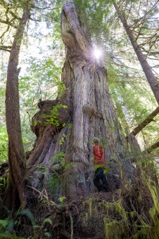 The Twisted Tower Cedar sparkles in the afternoon sun along the protected shores of Cheewhat Lake. Pacific Rim National Park Reserve, Vancouver Island, BC. Ditidaht territory. Diameter: 14.5 ft (4.43 m)