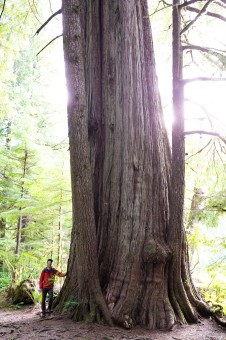 The Canoe Creek Cedar can be found along an easy walking trail at the Canoe Creek Recreation Site off the Pacific Rim Highway en route to Tofino. Diameter: 13.3 ft (4 m) Height: 150 ft (45 m)