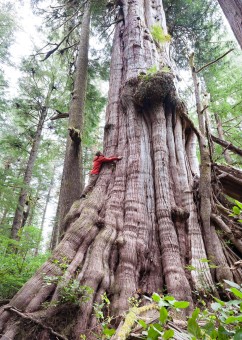 TJ doing his best to hug Canada's 4th largest known redcedar, located just before the Cheewhat Giant (Canada's largest tree) in the Pacific Rim National Park Reserve in Ditidaht territory on Vancouver Island, BC.