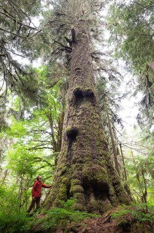 Maxine's Tree is located within the Carmanah-Walbran Provincial Park and on of the largest spruce trees in Canada! Diameter: 13.2 ft (4 m)
Height: 265 ft (80.77 m) Volume: 266 m3