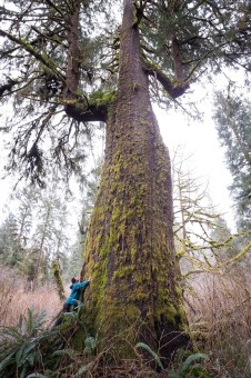 Ian tries his best to wrap his long arms around a mega Sitka spruce tree in the Port Renfrew region, Pacheedaht territory.