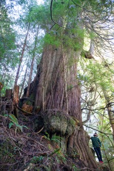 The unprotected 'Refugee Tree', the largest cedar in the Capital Regional District near Victoria, on Crown lands south of Sombrio Beach. Diameter: 13.7 ft (4m) - would be much greater if on level ground!
