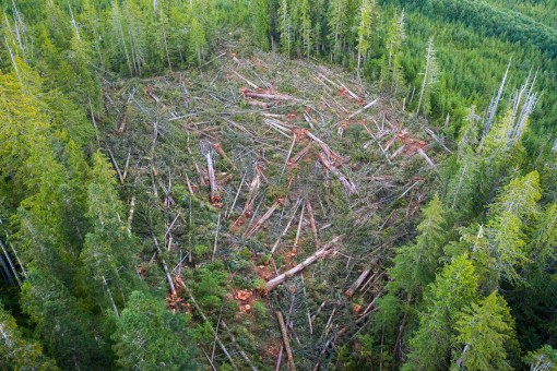 Old-growth forest annihilation.