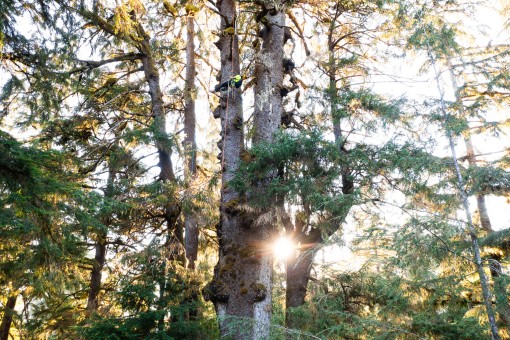 The Hydra Spruce. This is the largest known spruce overall in the Carmanah Valley and the fourth largest spruce on record in BC.