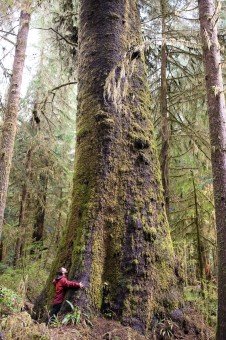 The Hydra Spruce. This is the largest known spruce overall in the Carmanah Valley and the fourth largest spruce on record in BC.