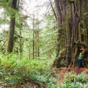 The Cheewhat Giant, Canada's largest tree