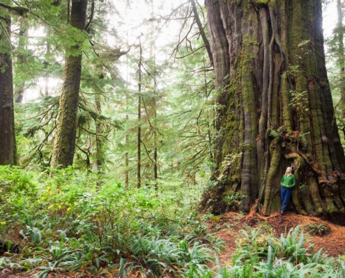 The Cheewhat Giant, Canada's largest tree