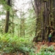 The Cheewhat Giant, Canada's largest tree