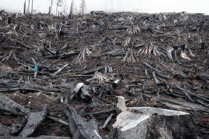 A burnt-over old-growth clearcut in the Klanawa Valley on Vancouver Island.