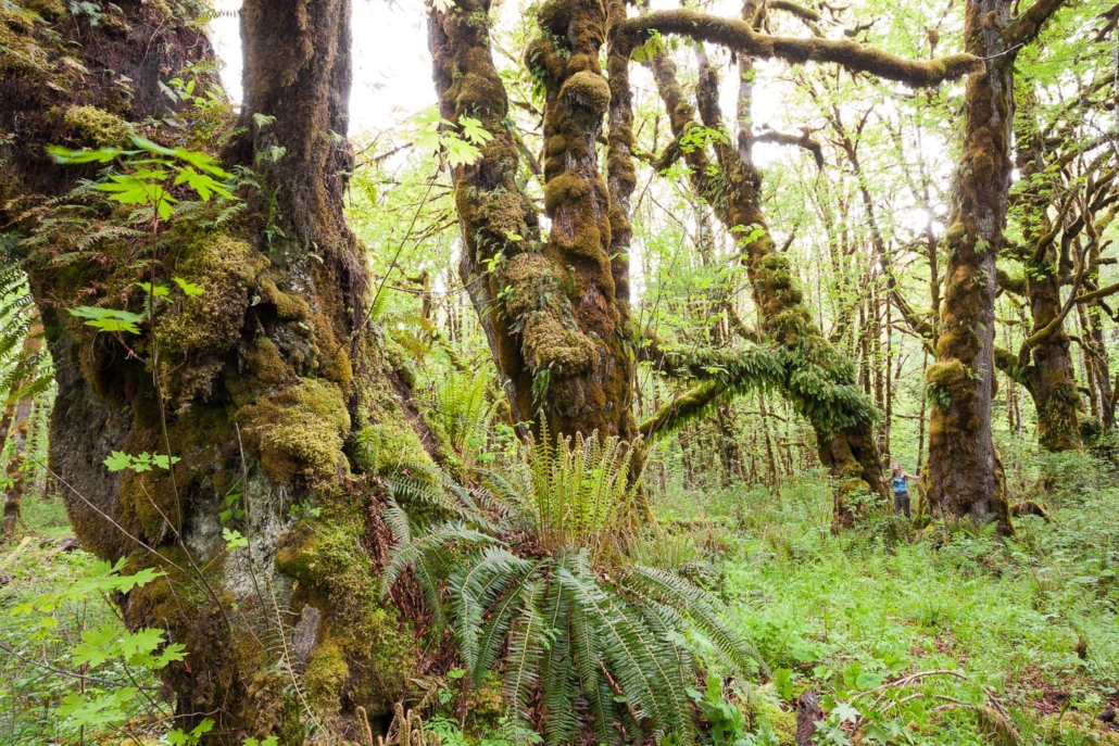 Mossy Maple Grove - Old-Growth Forest