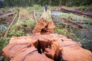 Klanawa Valley - TFL 44 - Western Forest Products