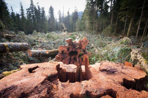 Klanawa Valley - TFL 44 - Western Forest Products