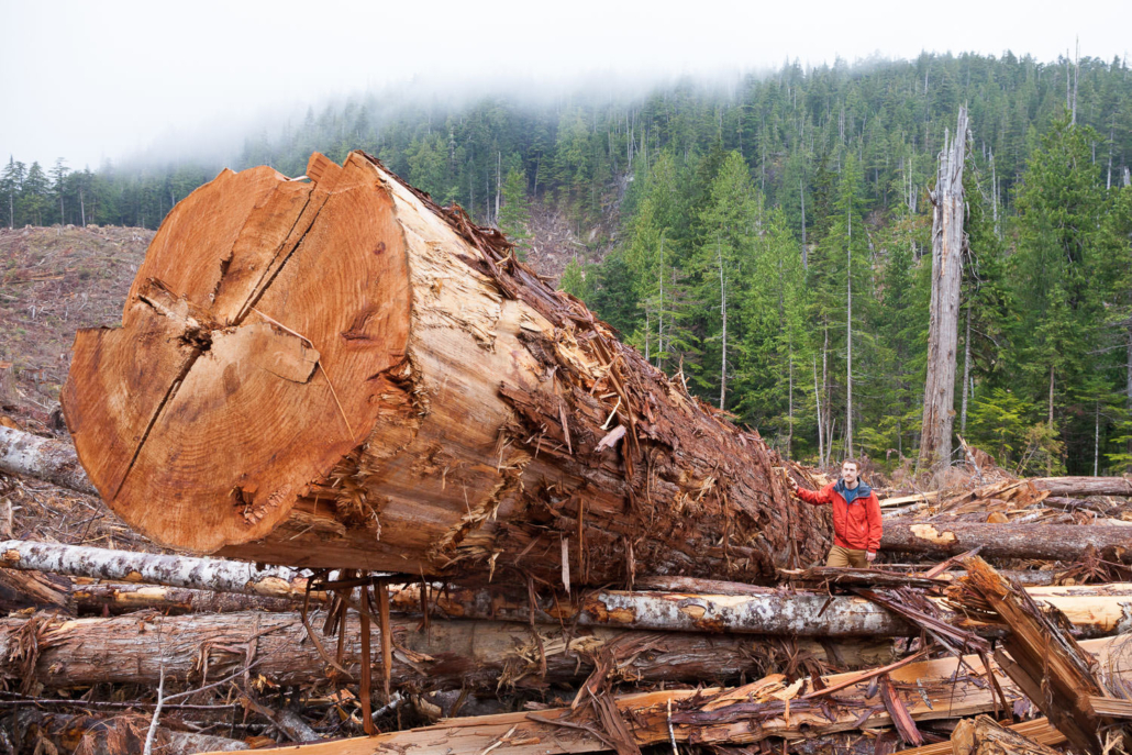 Old-growth logging on Edinburgh Mountain near Port Renfrew in 2016.