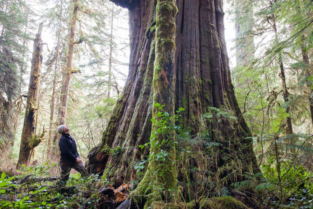Port Renfrew Chamber of Commerce President Dan Hager with the Tolkien Giant tree in the endangered Central Walbran Valley.