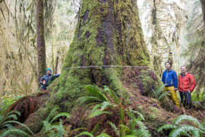 A giant spruce in the FernGully Grove near Port Renfrew.  Diameter: 11 ft (3.34 m) 