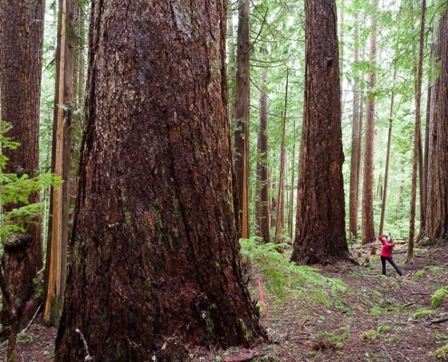 Jane Morden of the Port Alberni Watershed Forest Alliance photographs giant Douglas-fir trees in the Cameron Valley near Port Alberni.