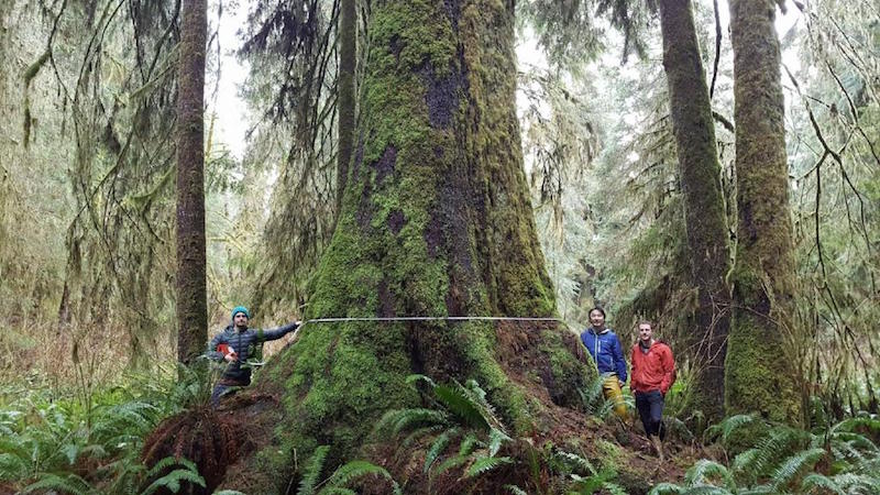 From left: Ancient Forest Alliance volunteer Nathaniel Glickman