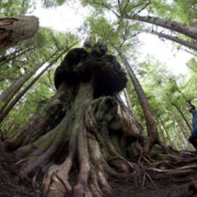 Ken Wu of the Ancient Forest Alliance stops to look at Canada's Gnarliest tree in the Avatar Old Growth Forest near Port Renfrew on Vancouver Island